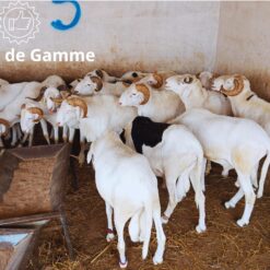 Mouton Excellence