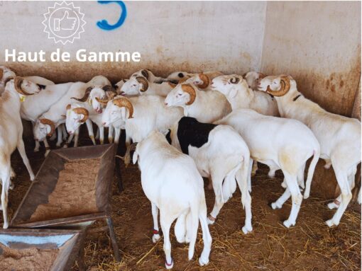 Mouton Excellence Mouton Excellence