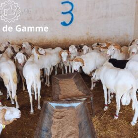 Mouton Excellence