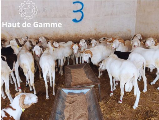 Mouton Excellence Mouton Excellence