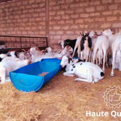 Mouton Suprême