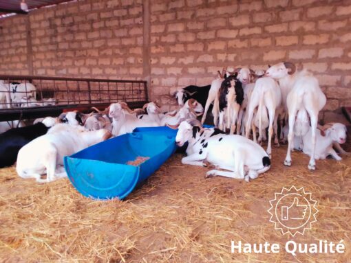 Mouton Suprême Mouton Suprême