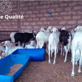 Mouton Suprême