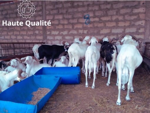 Mouton Suprême Mouton Suprême