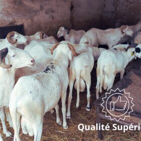 Mouton Prestige