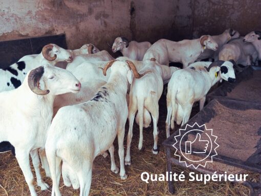 Mouton Prestige Mouton Prestige