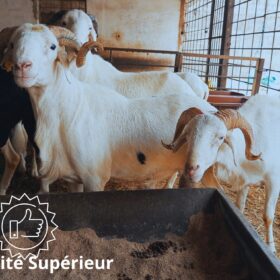 Mouton Prestige – Image 5