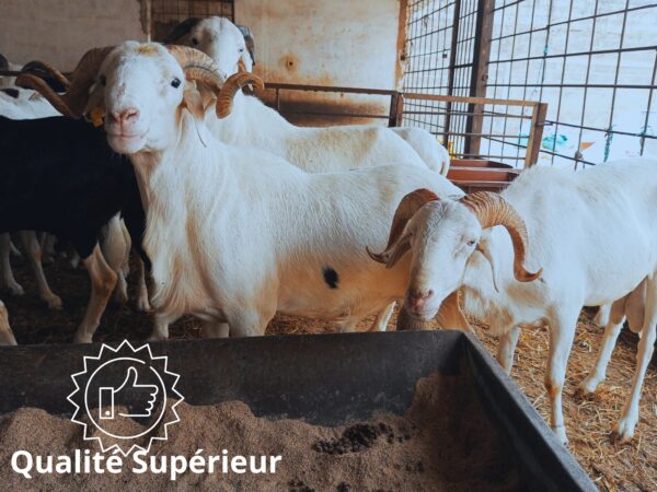 Mouton Prestige Mouton Prestige