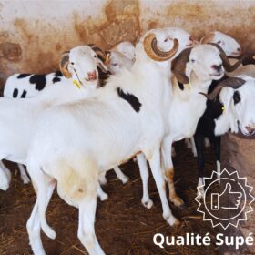 Mouton Prestige – Image 3
