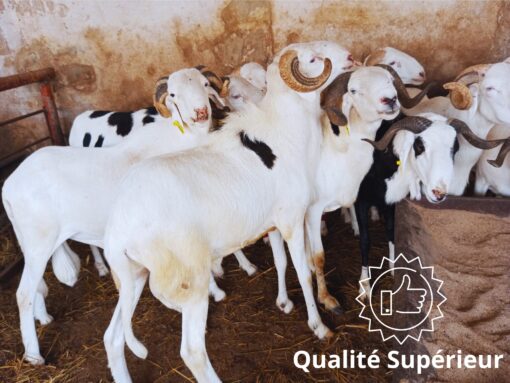 Mouton Prestige Mouton Prestige