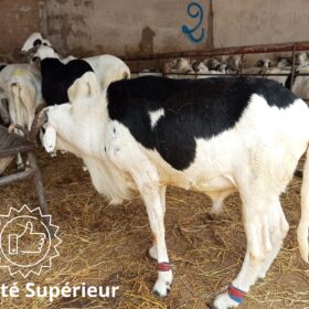 Mouton Prestige – Image 4