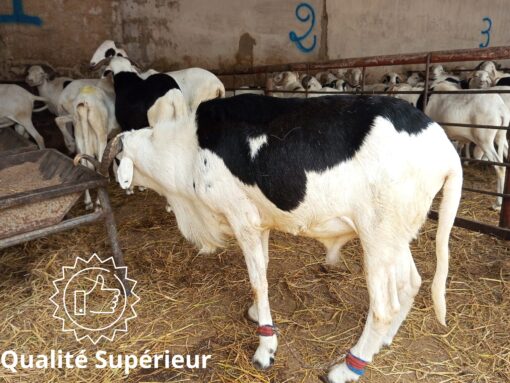 Mouton Prestige Mouton Prestige