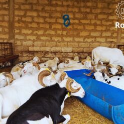 Mouton Royal
