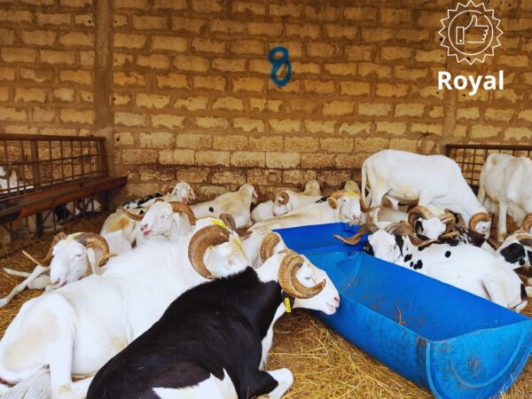 Mouton Royal Mouton Royal