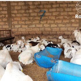 Mouton Royal