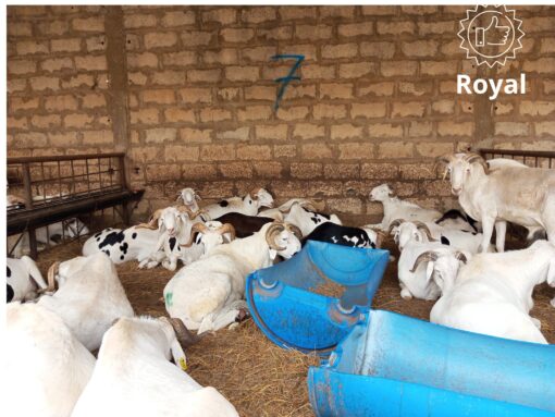 Mouton Royal Mouton Royal