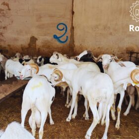 Mouton Royal – Image 3