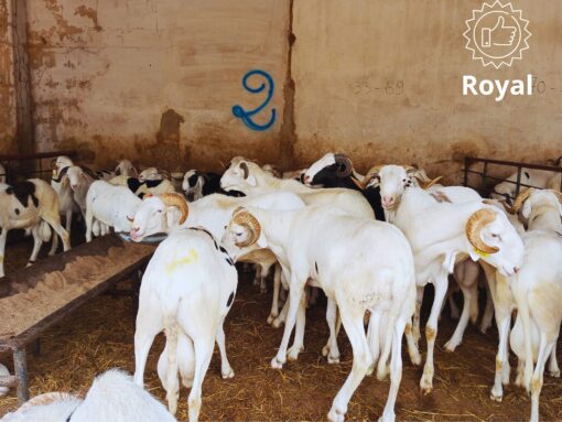 Mouton Royal Mouton Royal