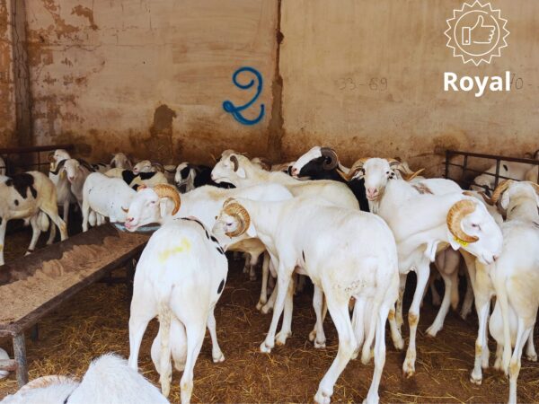Mouton Royal Mouton Royal