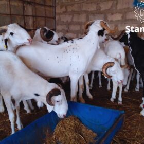 Mouton Essentiel
