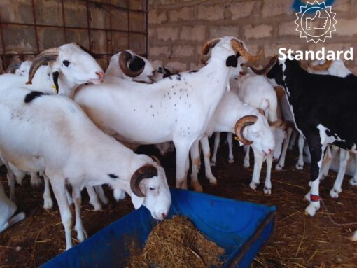 Mouton Essentiel Mouton Essentiel