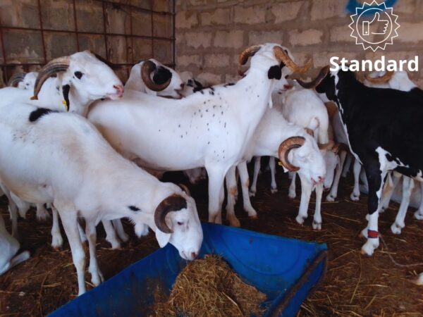 Mouton Essentiel Mouton Essentiel