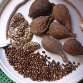 Piment de Guinée 100g – Épice naturelle aux vertus digestives, antiseptiques et aphrodisiaques – Image 2